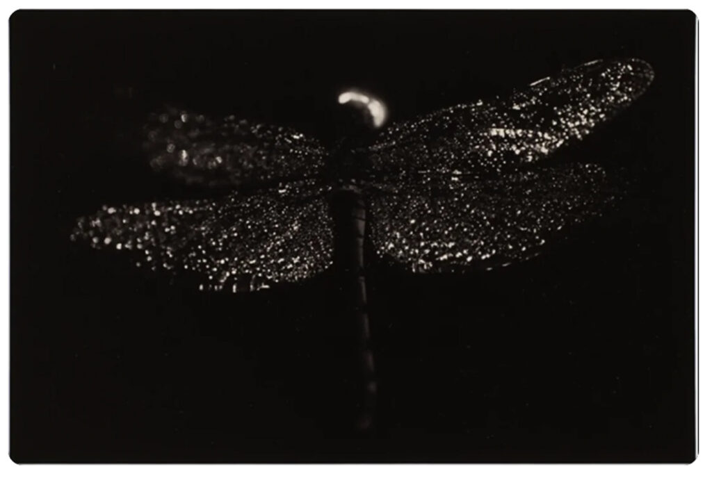 Yamamoto Masao_19